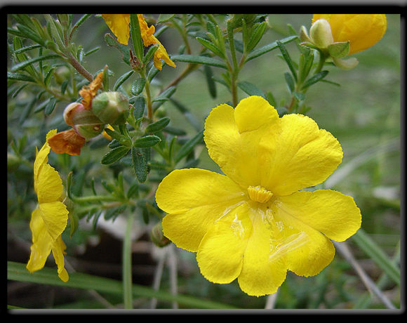Hibbertia