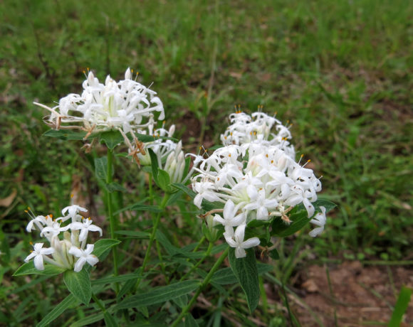 Slender rice flower