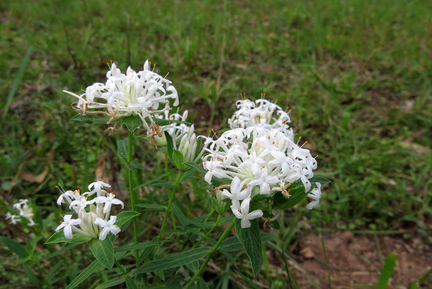 Slender rice flower Slender rice flower
