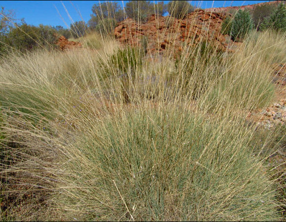 Spinifex