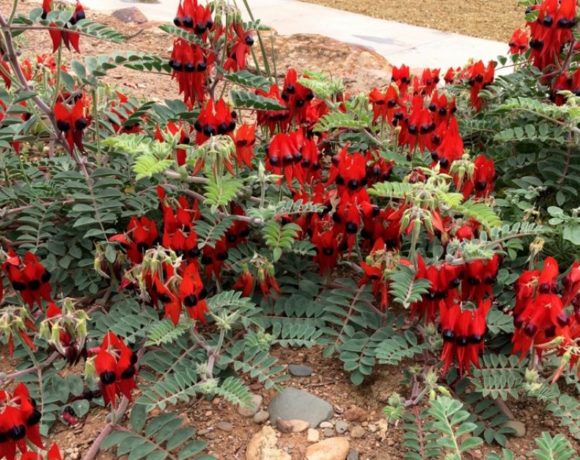 Sturt desert pea