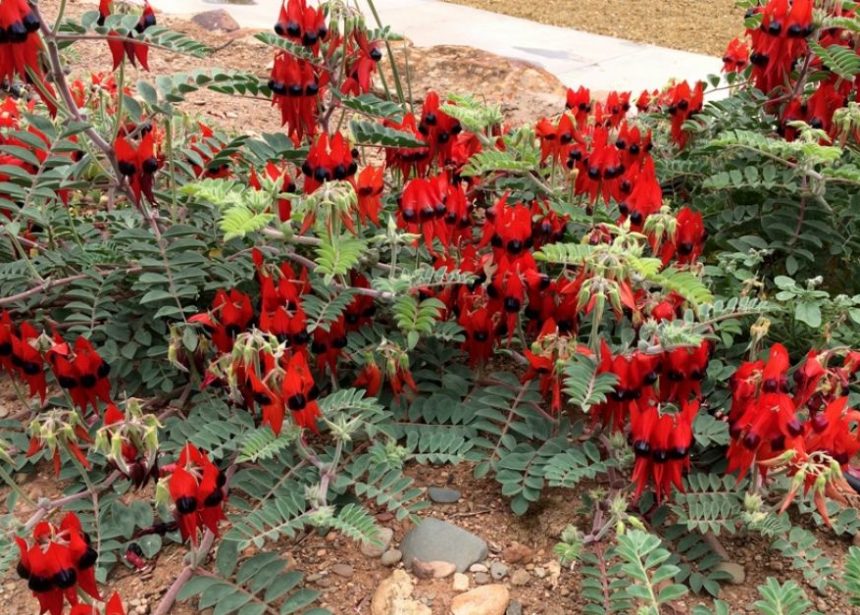 Sturt desert pea Sturt desert pea