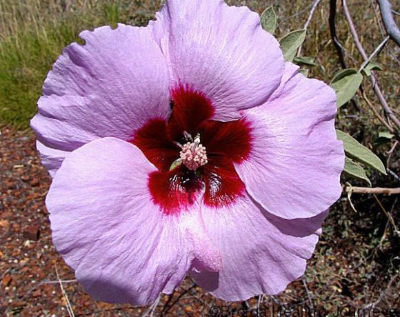 Sturt desert rose