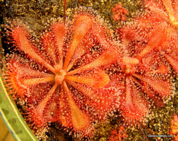 Sundew