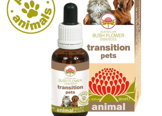 Transition pets Transition pets