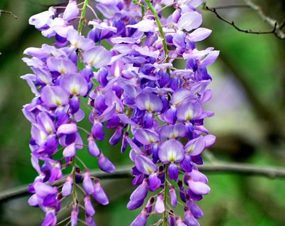 Wisteria