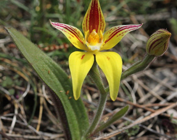 Yellow cowslip orchid