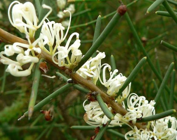 Dagger hakea