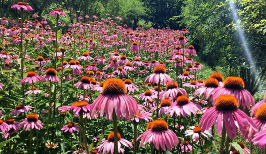 Superare i disagi, evolvere con i fiori