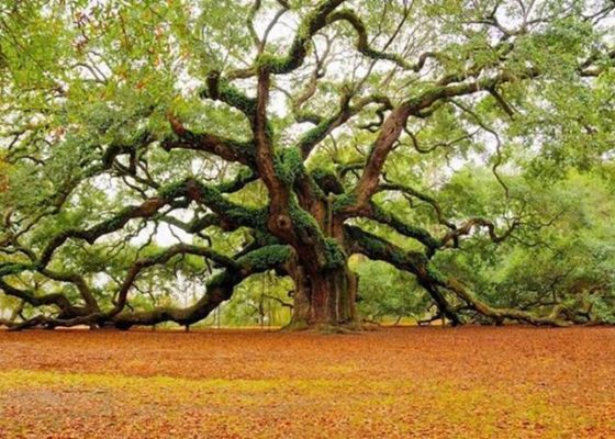 L’albero dei desideri – Osho