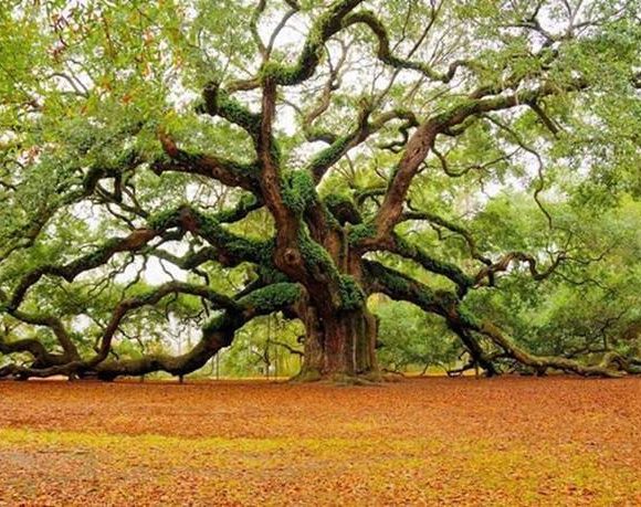 L’albero dei desideri – Osho