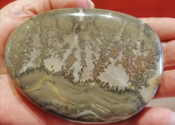 Stromatolite