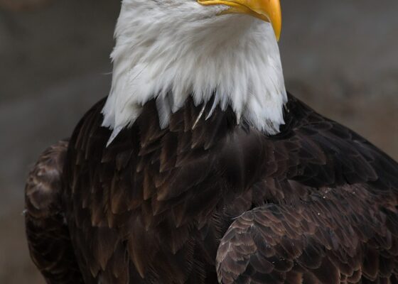Animali totem: aquila Animali totem: aquila