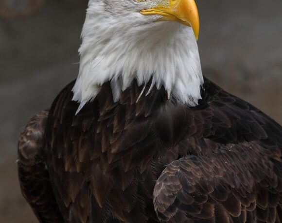 Animali totem: aquila