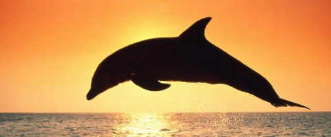 Animali totem: delfino