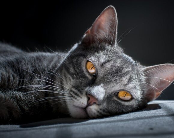 Reiki agli anima-li Reiki agli anima-li