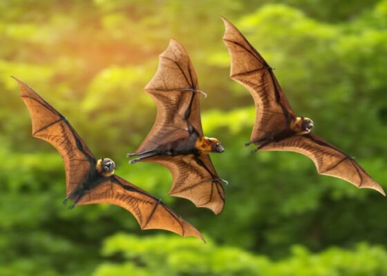 Animali totem: pipistrello Animali totem: pipistrello