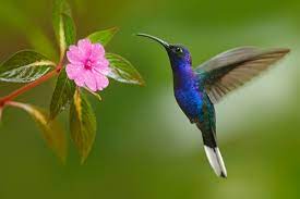 Animali totem: colibrì