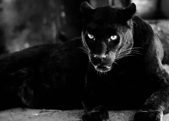 Animali totem: pantera nera Animali totem: pantera nera