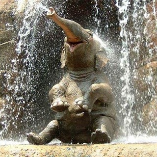 Animali totem: elefante Animali totem: elefante