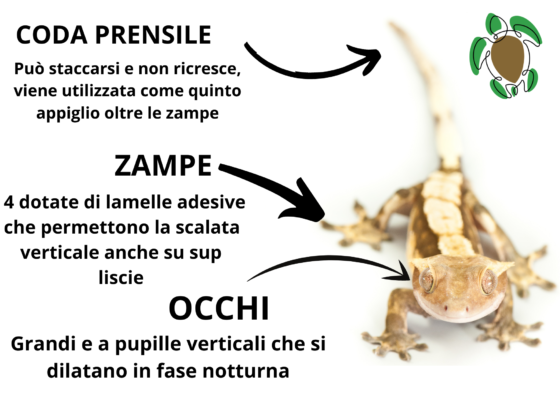 Animali totem: geco – geko Animali totem: geco – geko