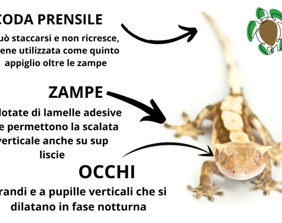 Animali totem: geco – geko Animali totem: geco – geko
