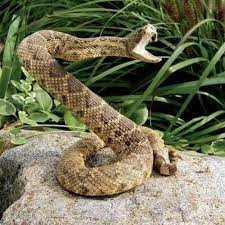 Animali totem: serpente Animali totem: serpente