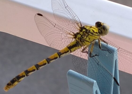 Animali totem: libellula Animali totem: libellula