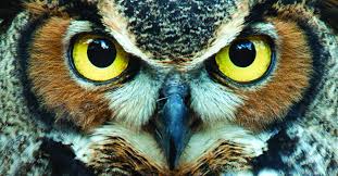 Animali totem: gufo Animali totem: gufo
