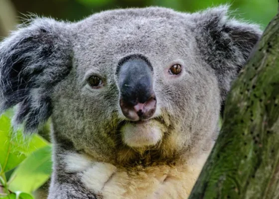 Animali totem: koala
